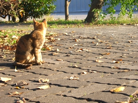 street_cat_001.jpg