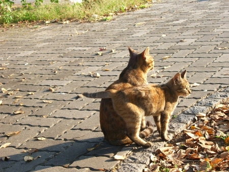 street_cat_002.jpg