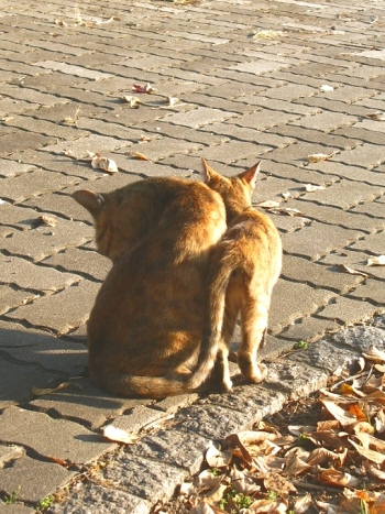 street_cat_004.jpg